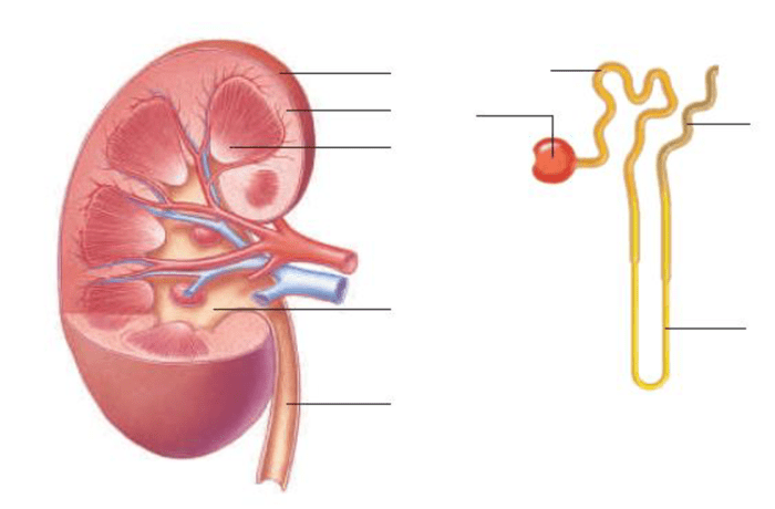 Label the diagram of the kidney and nephron below.