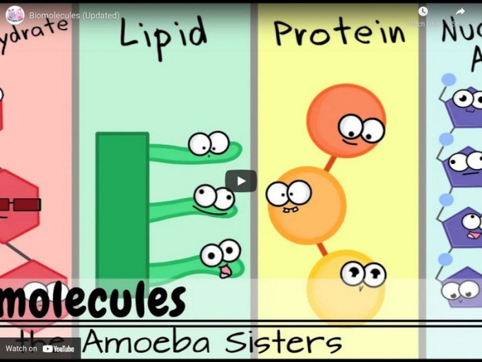 Amoeba sisters video recap microscopes answer key