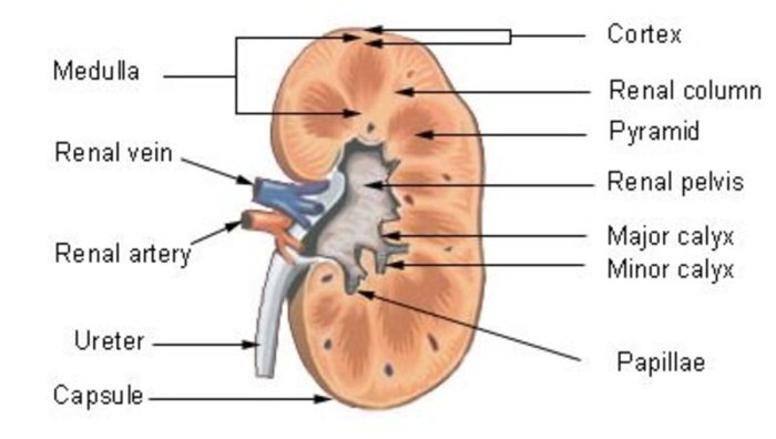 Label the diagram of the kidney and nephron below.