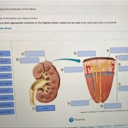 Label the diagram of the kidney and nephron below.