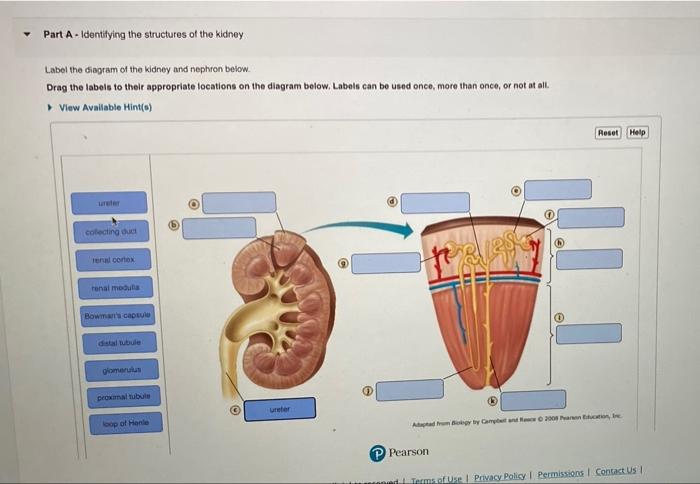 Label the diagram of the kidney and nephron below.