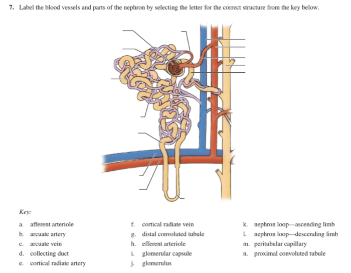 Label the diagram of the kidney and nephron below.